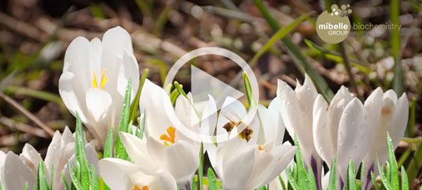 Mibelle Biochemistry Image Movie - Netwalk Referenz